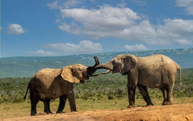 From Nairobi: 2-Day Amboseli National Park Safari - Key Points