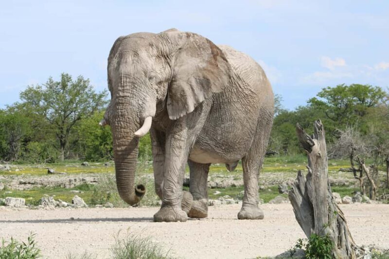 From Nairobi: 2-Day Amboseli National Park Safari - What’s Included and What’s Not
