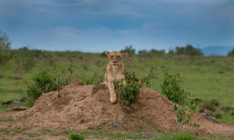 From Nairobi: 2-Day Amboseli National Park Safari - FAQ: Common Questions