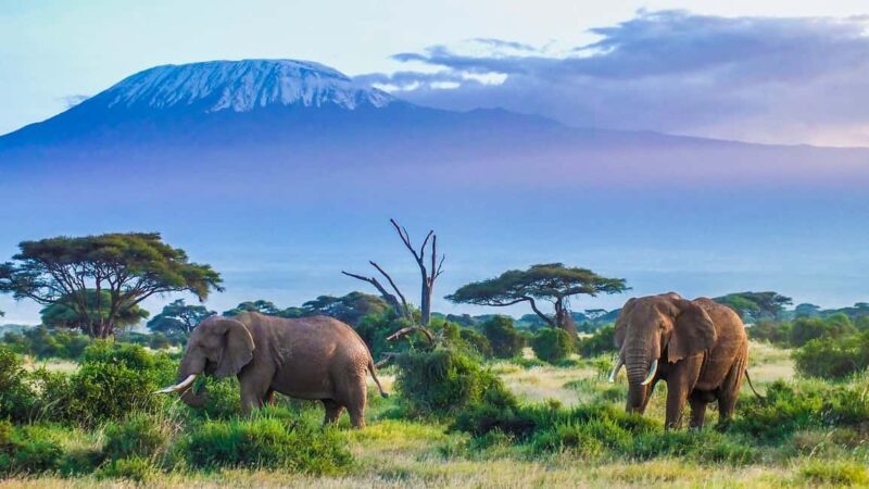 From Nairobi: 2-Day Amboseli National Park Safari - Key Points