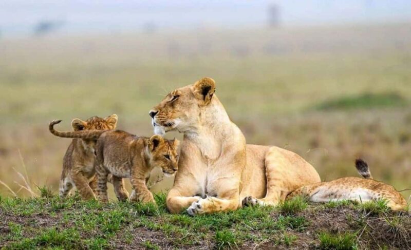 From Nairobi: 2-Day Amboseli National Park Safari - An In-Depth Look at the 2-Day Amboseli Safari