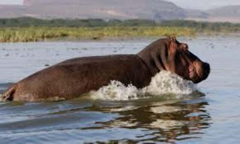 From Nairobi: 2-Day Naivasha Safari with Accommodation - Key Points