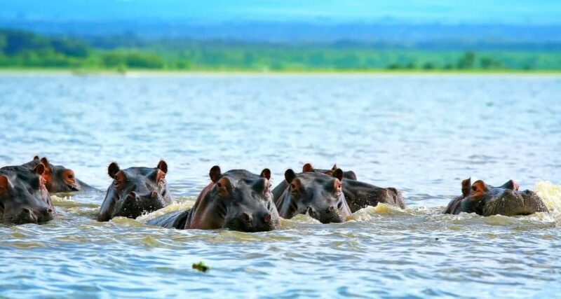 From Nairobi: 2-Day Naivasha Safari with Accommodation - Final Thoughts: Is This Tour Right for You?
