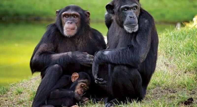 From Nairobi: 2 days 1 night Safari to Ol Pejeta Conservancy - Key Points