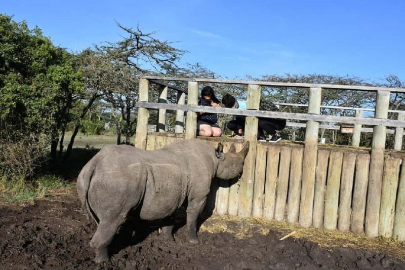 From Nairobi: 2 days 1 night Safari to Ol Pejeta Conservancy - An In-Depth Look at the Safari to Ol Pejeta Conservancy