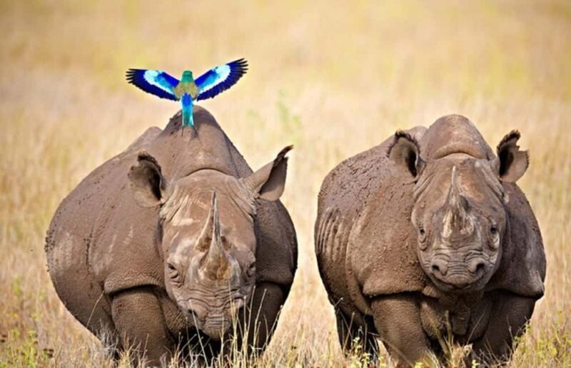 From Nairobi: 2 days 1 night Safari to Ol Pejeta Conservancy - The Sum Up: Is This Safari Right for You?
