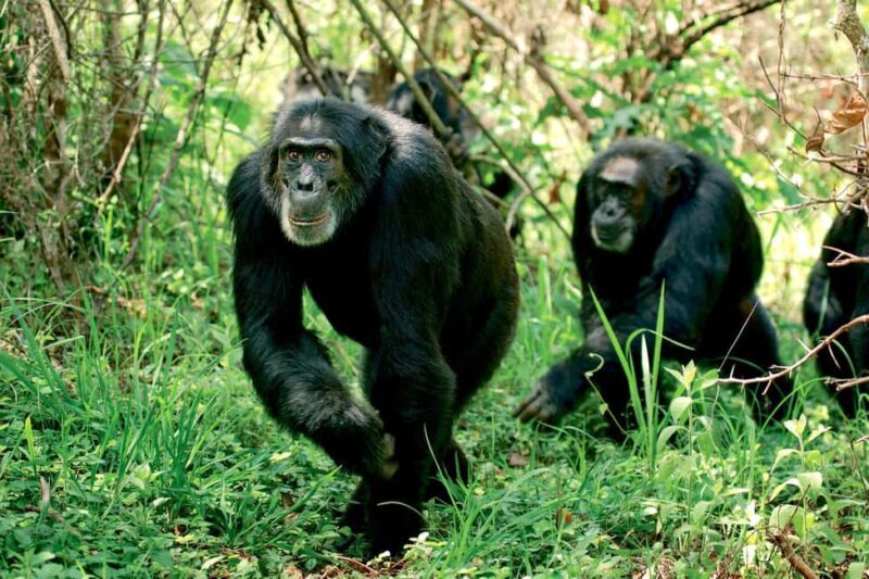 From Nairobi: 20-Day Kenya and Tanzania Safari with Zanzibar - Key Points