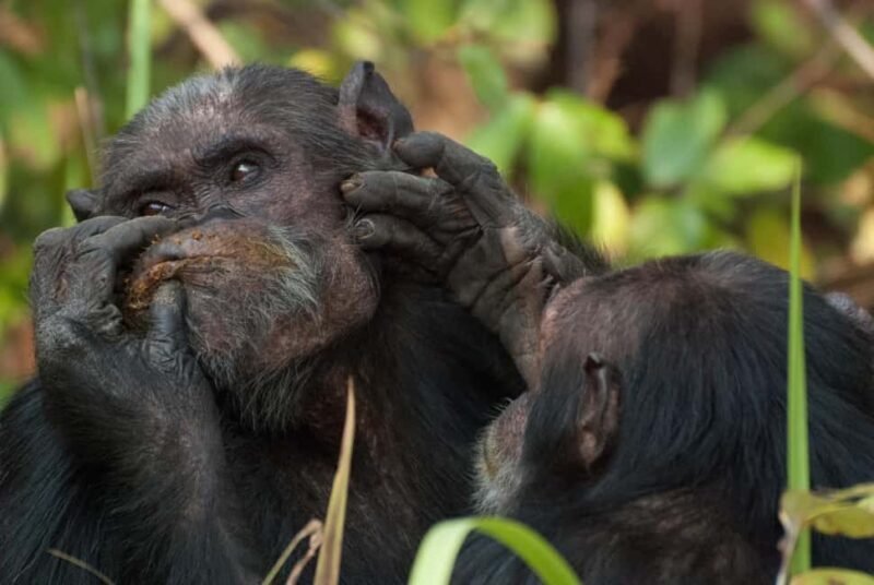 From Nairobi: 20-Day Kenya and Tanzania Safari with Zanzibar - Frequently Asked Questions