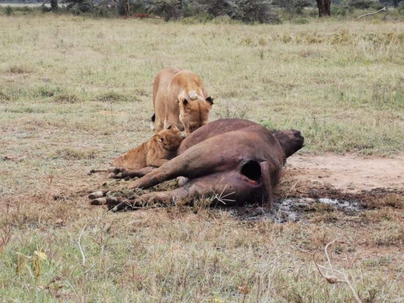 From Nairobi: 3-Day Amboseli National Park Safari - The Realities: Balancing Pros and Cons