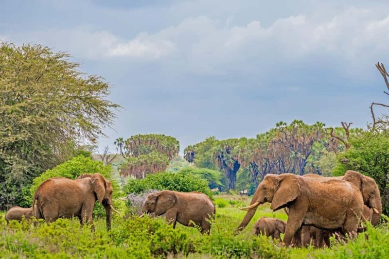 From Nairobi: 3-Day Samburu National Reserve Safari - Introduction: Is a 3-Day Safari from Nairobi Worth It?