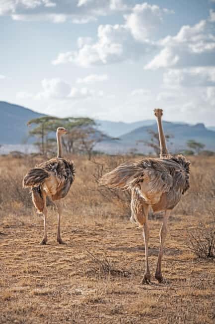 From Nairobi: 3-Day Samburu National Reserve Safari - What’s Included and What You Should Know