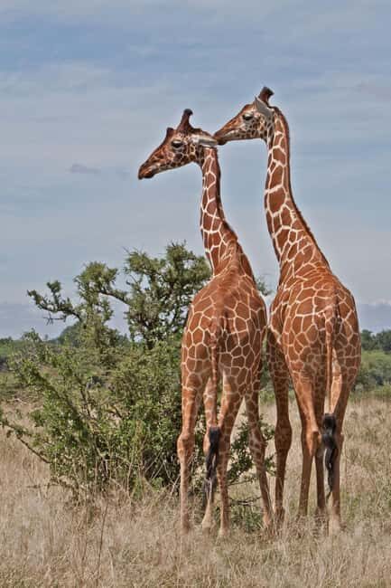From Nairobi: 3-Day Samburu National Reserve Safari - Transportation & Logistics