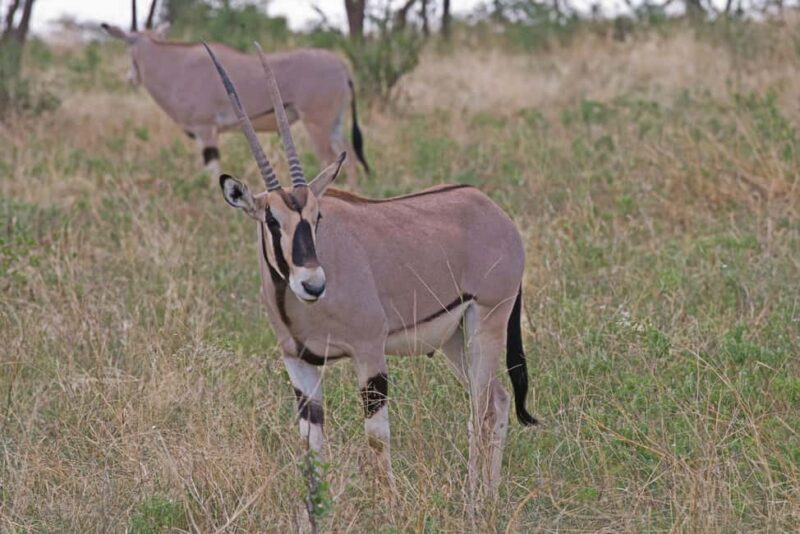 From Nairobi: 3-Day Samburu National Reserve Safari - FAQs
