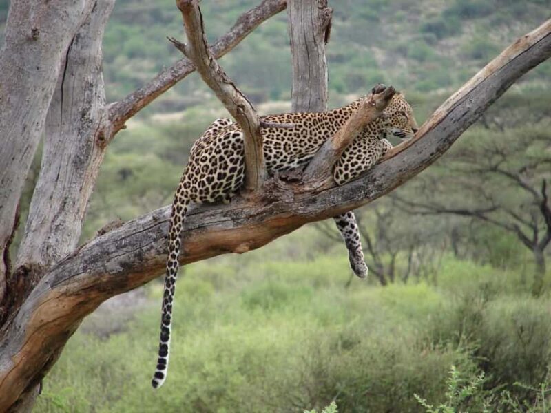 From Nairobi: 3-Day Tour to Samburu National Reserve - How It Fits Into Your Kenya Adventure