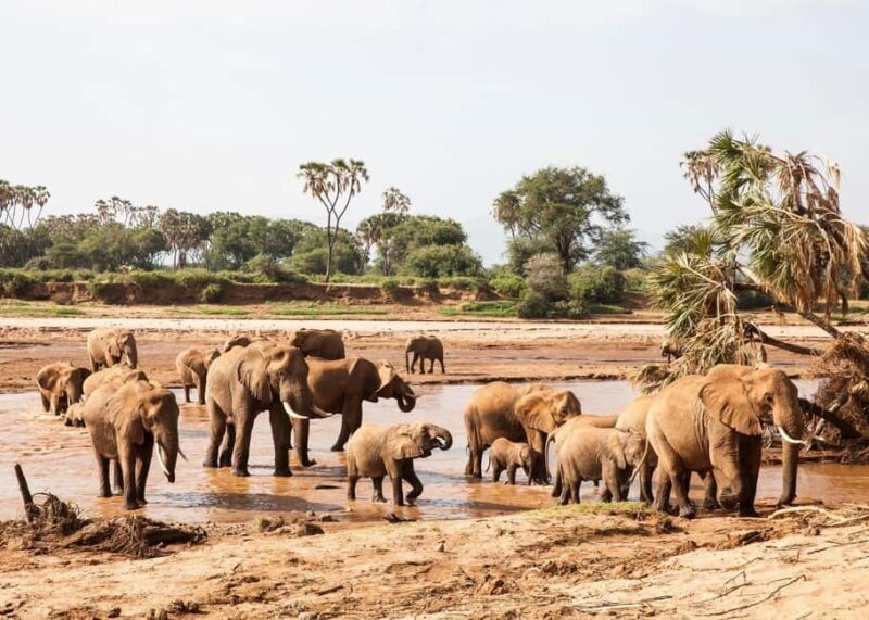 From Nairobi: 3-Day Tour to Samburu National Reserve - The Sum Up