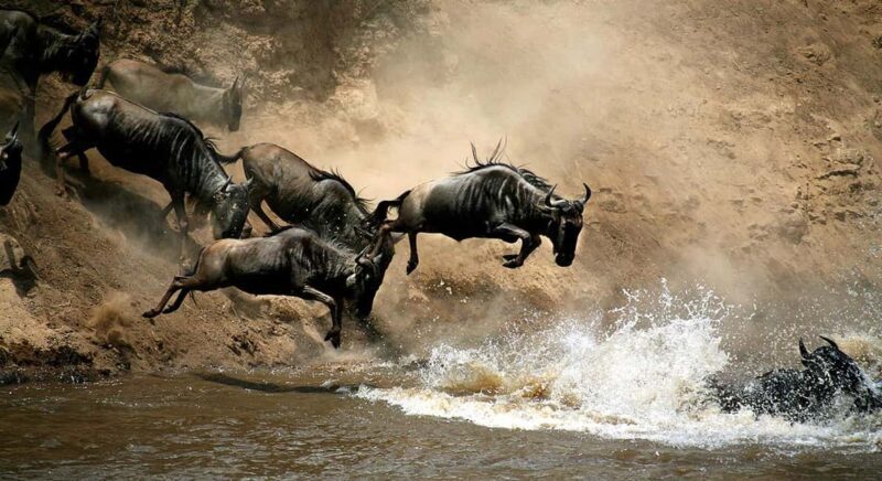 From Nairobi :3 days 2 nights Masai Mara Group 4WD Safari - Final Thoughts: Who Is This Safari For?