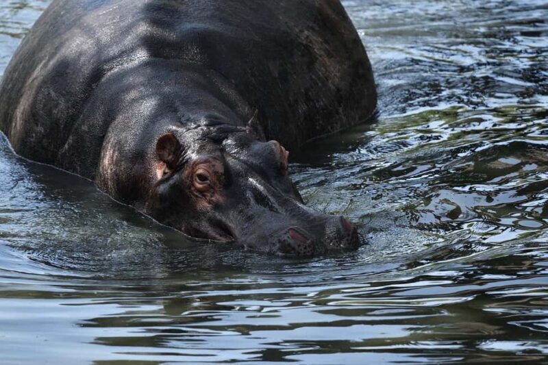 From Nairobi: 3 Days 2 Nights Masai Mara Group Safari - Authentic Experiences & Real-World Feedback