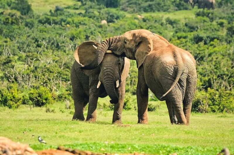 From Nairobi: 3 Days Amboseli National Park Luxury Safaris - The Sum Up
