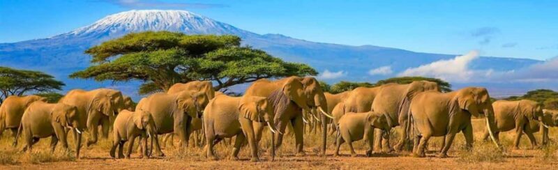 From Nairobi: 3 Days Amboseli Tour - What to Expect