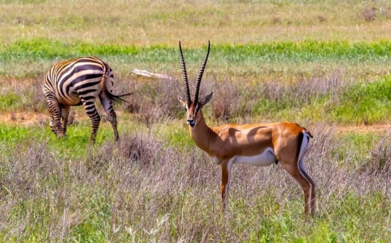 From Nairobi: 3 Days Amboseli Tour - Practical Details
