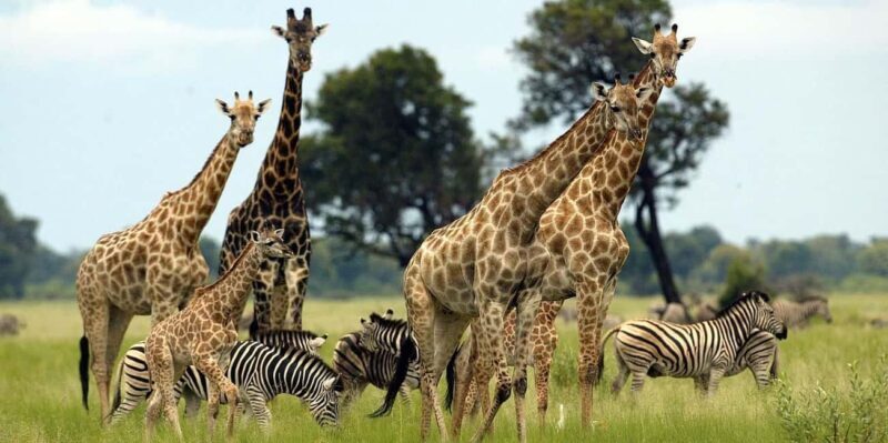From Nairobi: 3 - Days Maasai Mara Group Safari by 4WD - Key Points