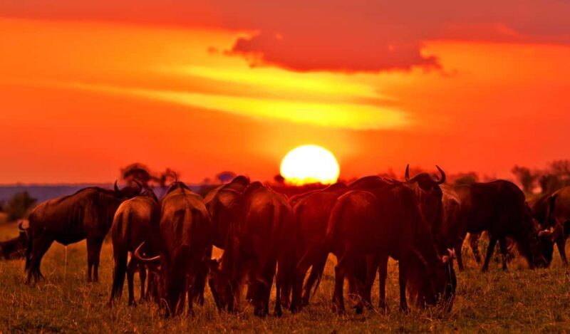 From Nairobi: 3 - Days Maasai Mara Group Safari by 4WD - Day Two: Full Day of Wildlife and Bird Watching