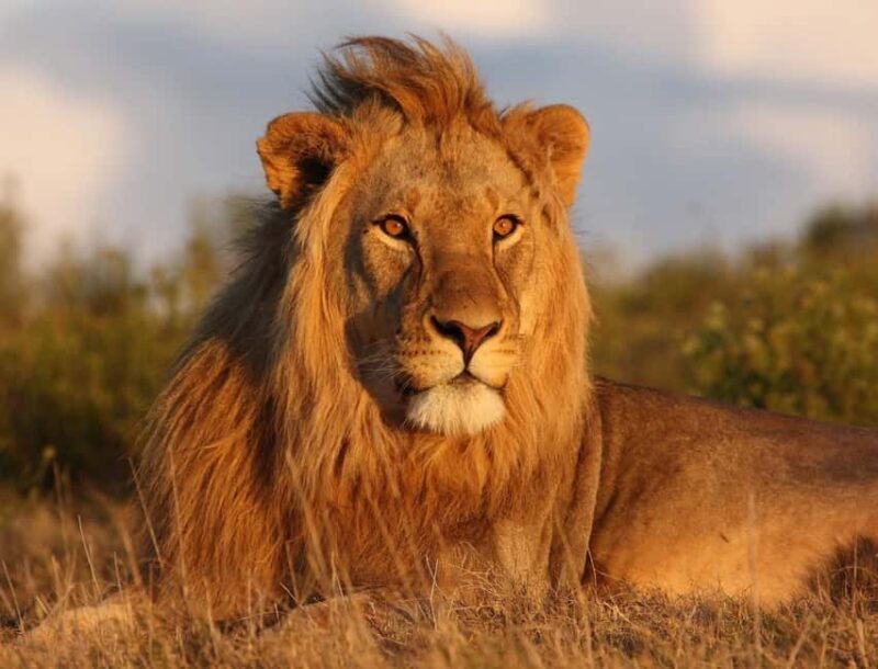 From Nairobi: 3 - Days Maasai Mara Group Safari by 4WD - The Early Morning, Last Chance for Wildlife