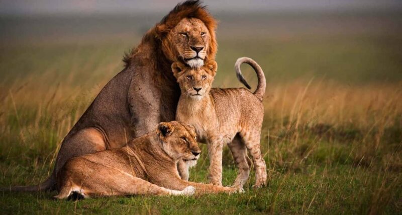From Nairobi: 5-Day Amboseli, Tsavo West & East Safari - The Complete 5-Day Safari Experience