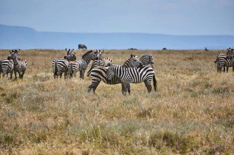 From Nairobi: 5-Day Maasai Mara, Lake Nakuru, and Naivasha - Introduction: Is this tour right for you?