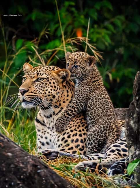 From Nairobi: 5-Day Tsavo West National Park Safari - Key Points