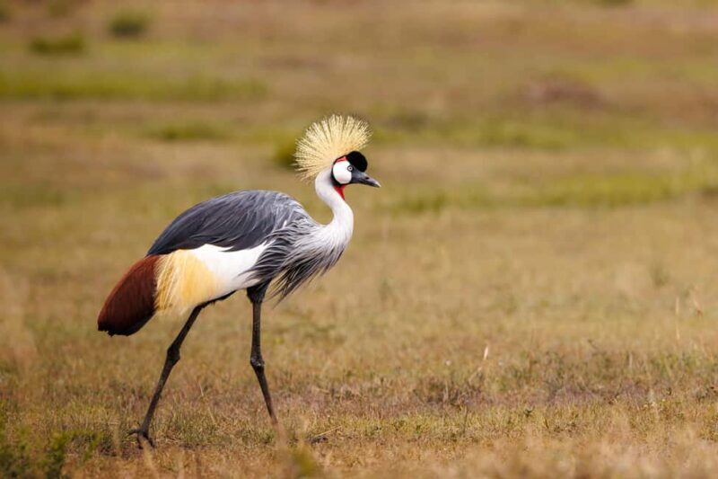 From Nairobi: 5-Day Tsavo West National Park Safari - How the Tour Works