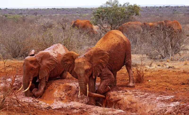 From Nairobi: 5-Day Tsavo West National Park Safari - Who Will Love This Tour?