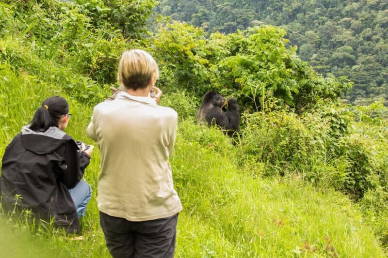From Nairobi: 7-Day Masai Mara and Bwindi Gorilla Safari - From Nairobi: 7-Day Masai Mara and Bwindi Gorilla Safari