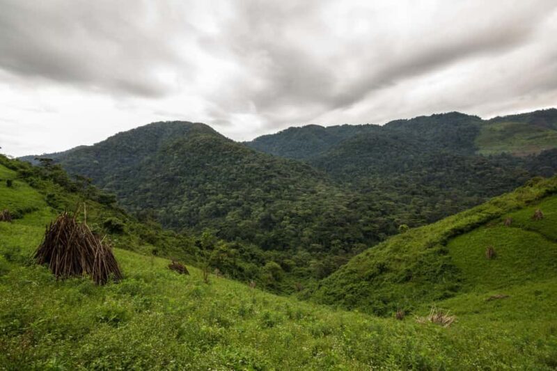 From Nairobi: 7-Day Masai Mara and Bwindi Gorilla Safari - Key Points