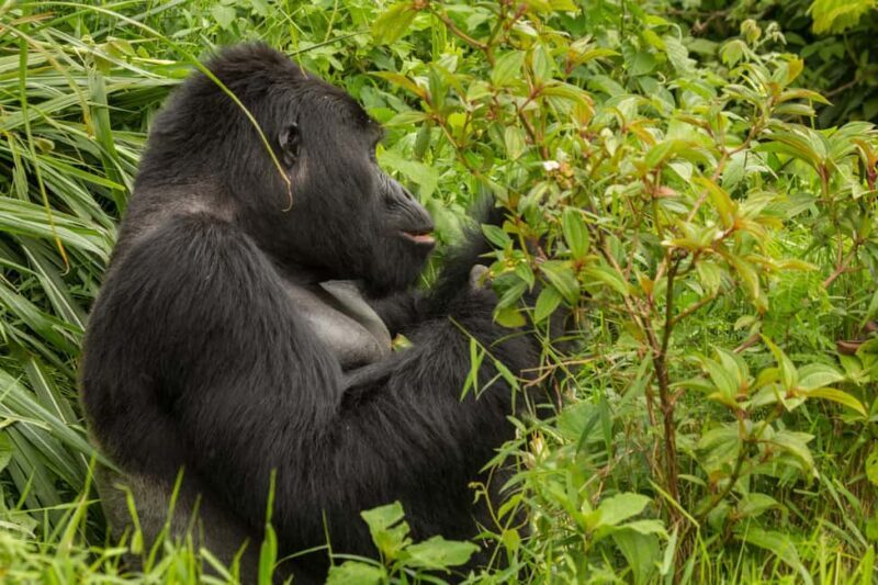 From Nairobi: 7-Day Masai Mara and Bwindi Gorilla Safari - Value and Practicalities