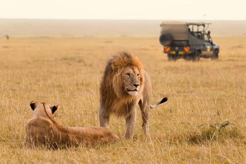 From Nairobi: 8-Day Annual Wildebeest Migration Safari - Key Points