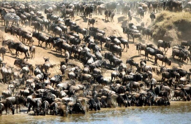 From Nairobi: 8-Day Annual Wildebeest Migration Safari - The Practicalities and Value