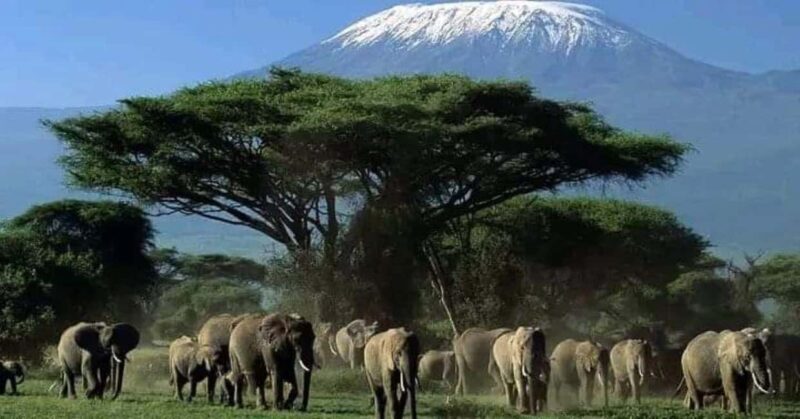 From Nairobi: Amboseli National Park 3-Day Mid Luxury Safari - An Authentic Kenyan Safari Experience