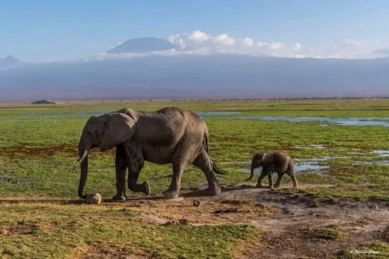 From Nairobi: Amboseli National Park 3-Day Mid Luxury Safari - Practical Details and Tips