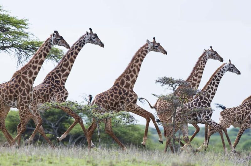 From Nairobi: Amboseli National Park & Masai Village Tour - An In-Depth Look at the Amboseli & Maasai Experience