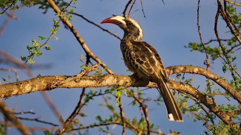 From Nairobi: Crescent Island Safari Experience - Key Points
