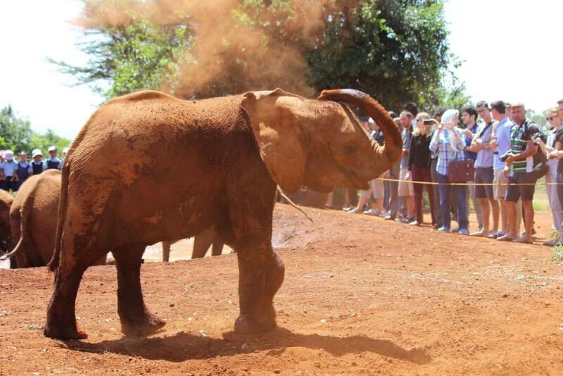 From Nairobi: David Sheldrick Elephant Orphanage Tour - Introduction