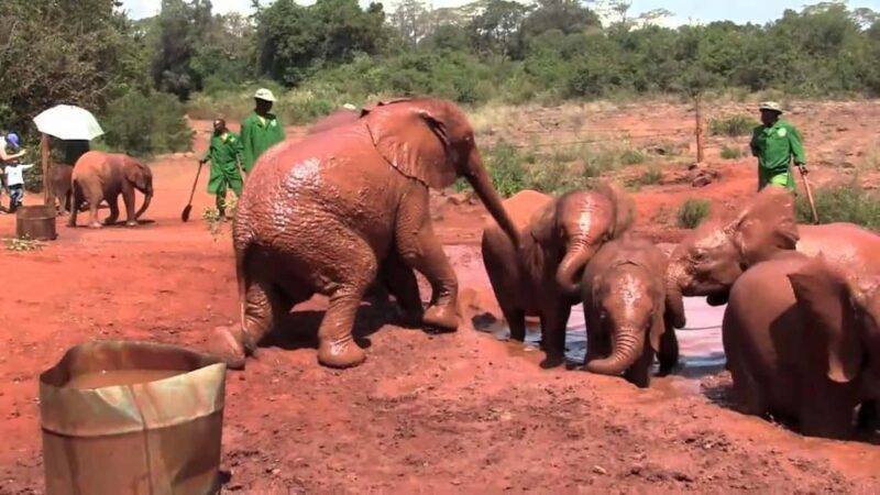 From Nairobi: David Sheldrick Elephant Orphanage Tour - Key Points