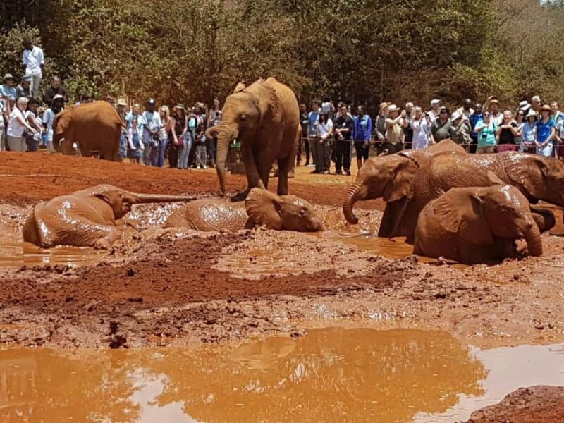 From Nairobi: David Sheldrick Elephant Orphanage Tour - Why This Tour Is a Great Choice