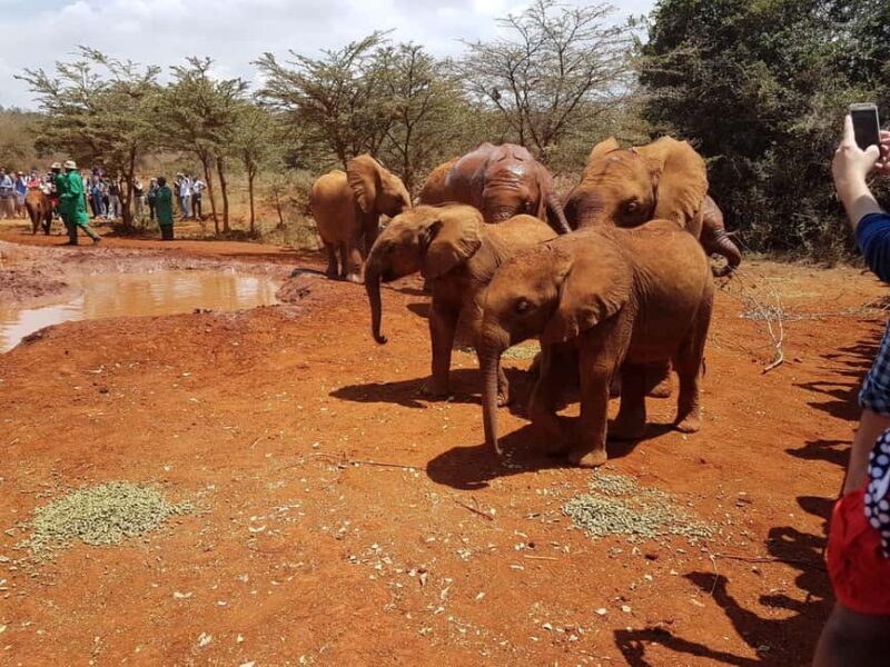 From Nairobi: David Sheldrick Elephant Orphanage Tour - Who Should Consider This Tour?