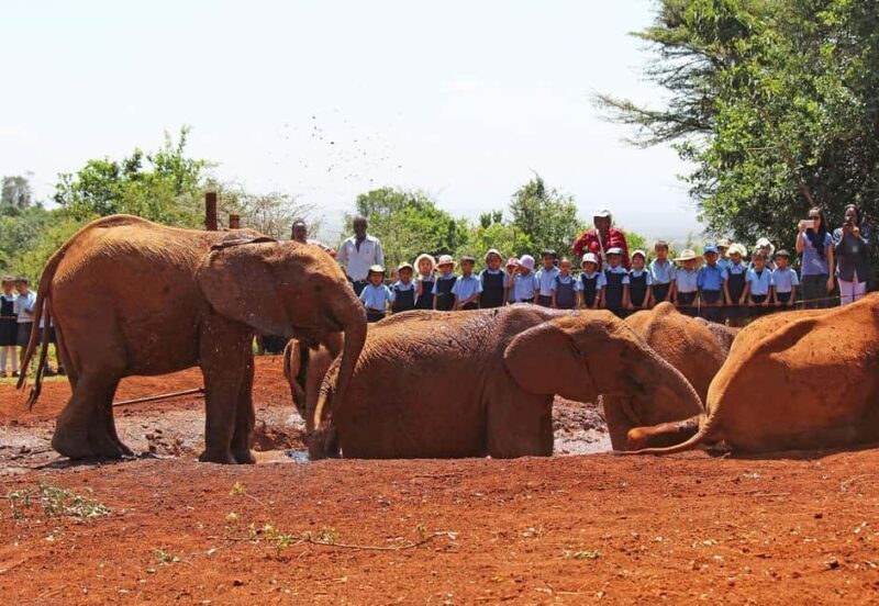 From Nairobi: David Sheldrick Elephant Orphanage Tour - FAQ