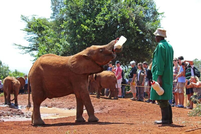 From Nairobi: Elephant Orphanage and Giraffe Center Day Tour - An introduction to this Kenya wildlife and craft tour