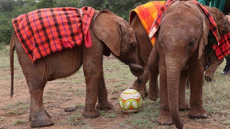 From Nairobi: Elephant Orphanage and Giraffe Center Day Tour - Frequently Asked Questions