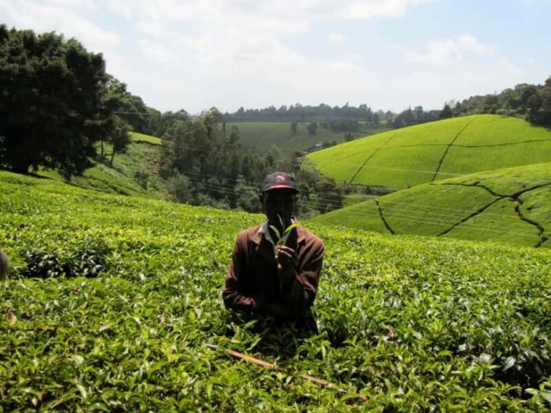 From Nairobi: Kiambethu Tea Farm Tour &Lunch - Practical Tips for Visitors