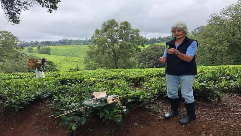From Nairobi: Kiambethu Tea Farm Tour &Lunch - Who Would Love This Tour?